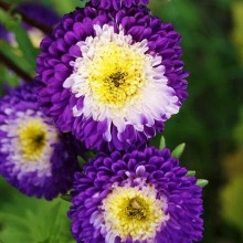 Ochiul boului-Callistephus chinensis Pompon Blue & White