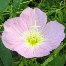 Oenothera Speciosa Rosea