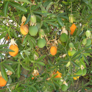 Passiflora Caerulea
