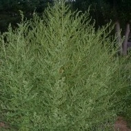 Pelinita-Artemisia Annua - Img 4