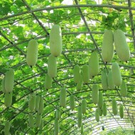 Pepene galben de iarna Wax Gourd