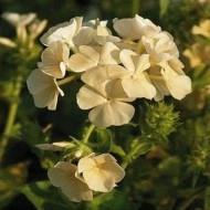 Phlox Drummondii Isabellina