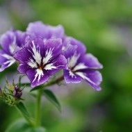 Phlox Drummondii Sugar Stars - Img 3