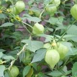 Physalis philadelphica-Cherry Tomatillo verde - Img 2