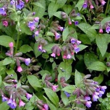 Plamanarica-Pulmonaria Officinalis