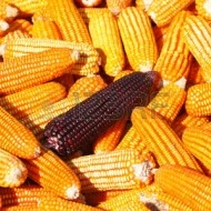 Porumb dulce Purple Corn - Img 2