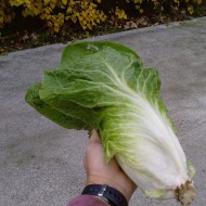 Radicchio Pan di Zucchero