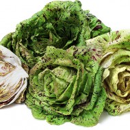 Radicchio Variegata di Castelfranco