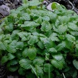 Roinita-Melissa officinalis