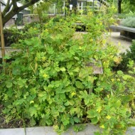 Rostopasca-Chelidonium Majus