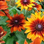 Rudbeckia Hirta Gloriosa Daisy - Img 1
