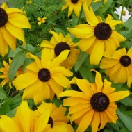 Rudbeckia Hirta Marmalade