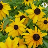 Rudbeckia Hirta Marmalade - Img 3