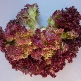 Salata Lollo Rossa