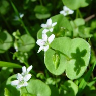 Salata minerului-Claytonia Perfoliata