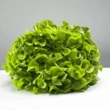 Salata verde creata Grand Rapido