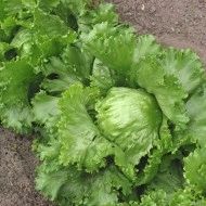 Salata verde Iceberg