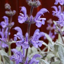 Salvia Cyanescens