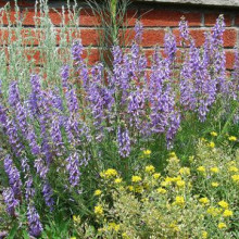 Salvia Jurisicii