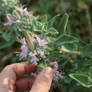 Salvia Mellifera-Black Sage