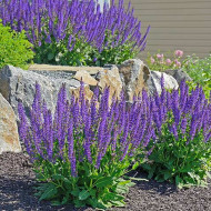 Salvia Nemorosa