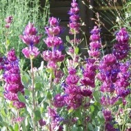 Salvia Pachyphylla
