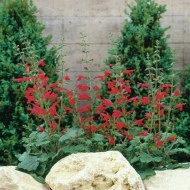 Salvia Roemeriana Arriba - Img 2