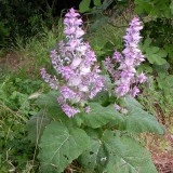 Salvia sclarea-Serlai - Img 3