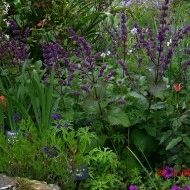 Salvia Verticillata Purple Rain - Img 6