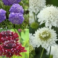Scabiosa atropurpurea mix - Img 7