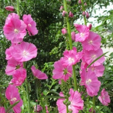 Sidalcea Malviflora Rosanna - Img 1