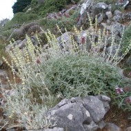 Sideritis Syriaca-Mountain tea
