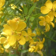 Siminichia-Cassia angustifolia
