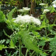 Smirna-Myrrhis odorata - Img 7