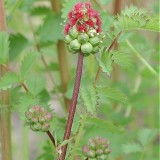 Sorbestrea-Sanguisorba minor