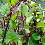 Spanac Malabar-Basella rubra