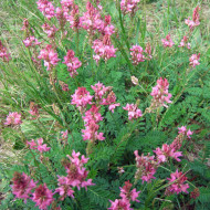 Sparceta-Onobrychis Viciifolia