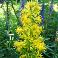 Splinuta-Solidago Virgaurea