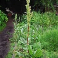 Stevia-Rumex patientia - Img 2