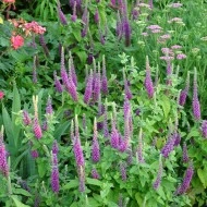 Teucrium hyrcanicum Purple Tails - Img 5