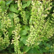 Teucrium scorodonia-Wood Sage - Img 3