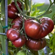Tomate Brandywine Black
