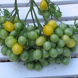 Tomate cherry galbene ILDI