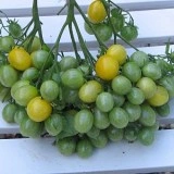 Tomate cherry galbene ILDI - Img 3