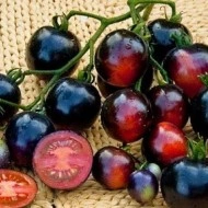 Tomate cherry Indigo Rose
