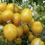 Tomate Lemon Tree