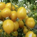 Tomate Lemon Tree