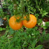 Tomate orange Zloty Ozarowski