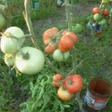 Tomate Paulina F1