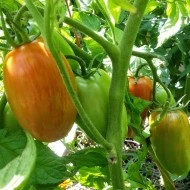 Tomate Speckled Roman - Img 2